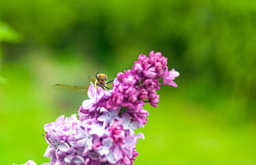 A big golden dragonfly sitting on purple  lilac inflorescence on bright green background