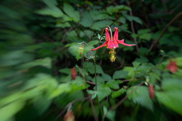 Red fower in forest.