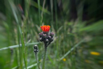 Red flower in forest