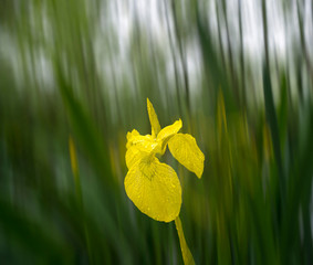 Yellow iris flower on green blurred background with copy space.