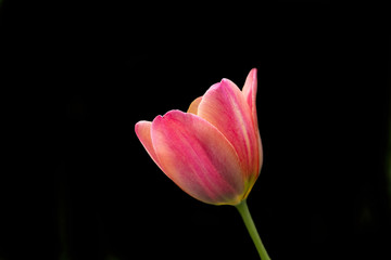 Obraz na płótnie Canvas Beautiful red tulip in the sunshine. Spring flowers.