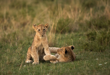 Lion cubs during dusk at Masai Mara