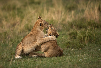 Fototapeta na wymiar Lion cubs playing on the grasses during dusk, Masai Mara