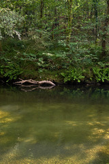 forest landscape with river and fallen tree