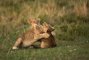 Lion cubs playing during dusk, Masai Mara