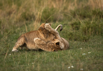 Lion cubs playing during dusk, Masai Mara