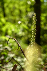 Teucrium scorodonia plant with blur background