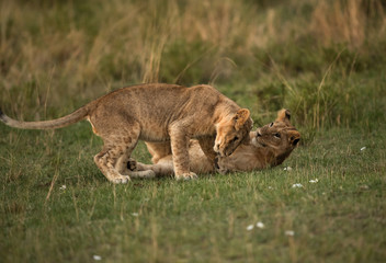 Lion cubs active in the evening at Masai Mara