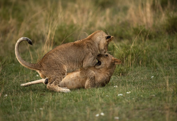 Fototapeta na wymiar Lion cubs friendly fight, Masai Mara