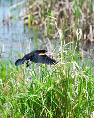 A male red-winged blackbird glides above the marsh grasses displaying his colorful wing markings...