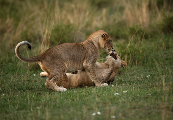 Lion cubs enganged in playing, Masai Mara