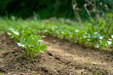 organic garden with vegetables and plants