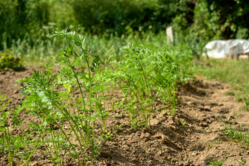 organic garden with vegetables and plants