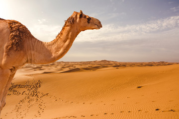 Camel in the desert. Dromedary in the dunes.