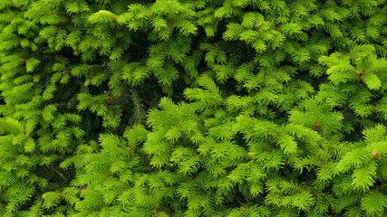Spruce, fir tree light green branches in the park. Background. Closeup