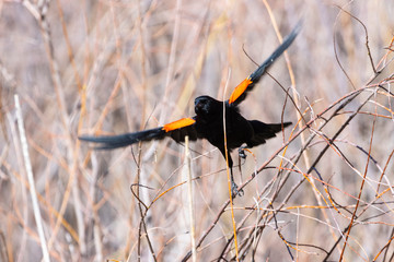 Red Wing Blackbird