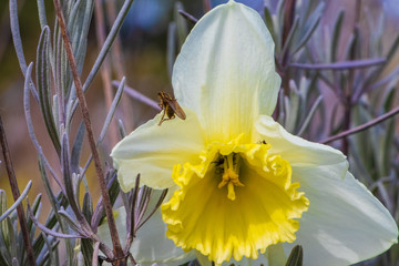 Insect sitting on a daffodil blossom in the early spring garden