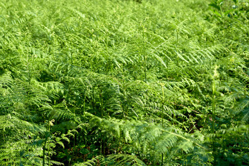 field of green and leafy ferns
