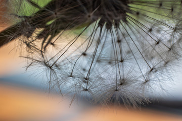 Macro view of the delicate tangles of dandelion seedpods against a colorul background