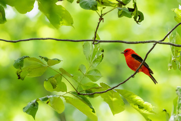red tanager on branch