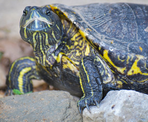 Red Eared Slider