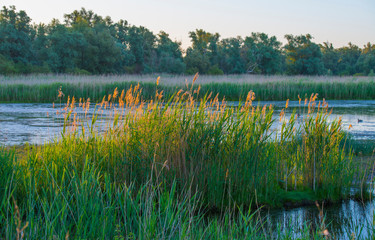 Reed along the edge of a sunlit lake at a yellow sunrise in an early spring morning