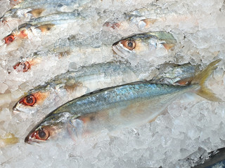 Fresh mackerel fish that are high in Omega 3.Fish on ice in supermarket. Is fish lives in sea and popular to cook because it is inexpensive and tasty