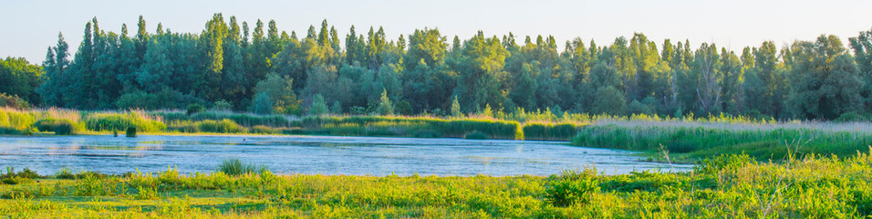 Reed along the edge of a sunlit lake at a yellow sunrise in an early spring morning