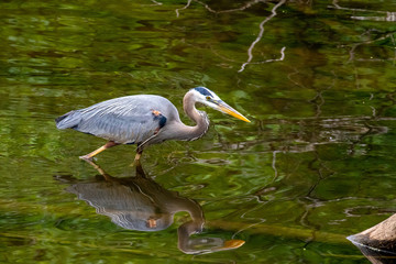 great blue heron reflection