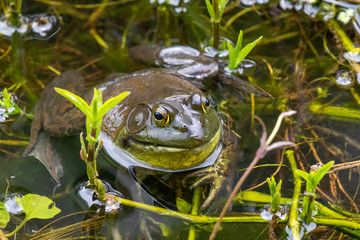 frog in the pond