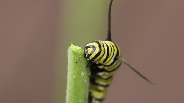 Monarch caterpillar larvae eating. Yellow and Black stripes
