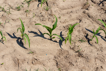 Green corn maize field in early stage (Leaf Stages (Vn)). Corn agriculture in Esposende, Portugal. Green nature. Rural field on farm land in spring.