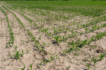 Green corn maize field in early stage (Leaf Stages (Vn)). Corn agriculture in Esposende, Portugal. Green nature. Rural field on farm land in spring.
