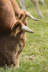 Detalle de una vaca comiendo