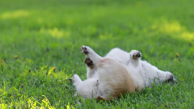 Red and Black Tricolour Cardigan Welsh Corgi Pembroke Cardigan play on grass with her puppies 