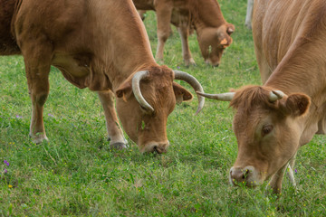 Vacas pastando en un prado