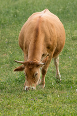 Naklejka na ściany i meble Vaca pastando en un prado