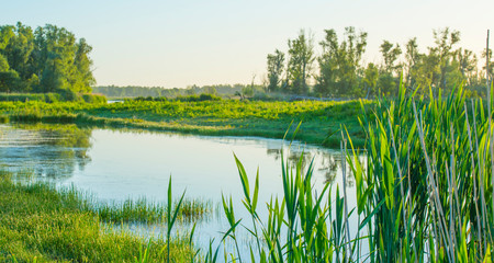 Reed along the edge of a sunlit lake at a yellow sunrise in an early spring morning