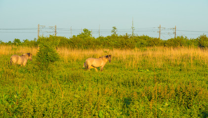 Horses and foal in a green pasture in sunlight at sunrise in an early spring morning