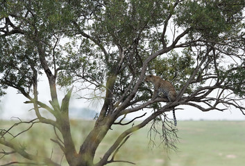 Leopard on a tree, Masai Mara