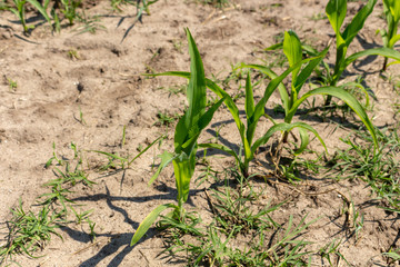 Green corn maize field in early stage (Leaf Stages (Vn)). Corn agriculture in Esposende, Portugal. Green nature. Rural field on farm land in spring.