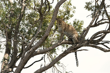 Fototapeta na wymiar Leopard on a tree, Masai Mara