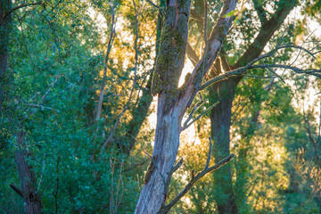 Spring is in the air with the lush green foliage of trees in a green pasture in sunlight at sunrise in an early spring morning