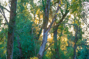 Spring is in the air with the lush green foliage of trees in a green pasture in sunlight at sunrise in an early spring morning