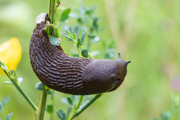 Closeup of a brown terrestrial slug feeding on a Scotch Broom plant