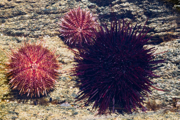 Black and gray sea urchins in water