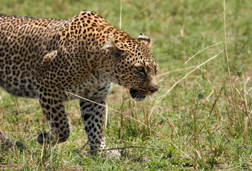Closeup of Leopard, Masai Mara