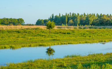 Reed along the edge of a sunlit lake at a yellow sunrise in an early spring morning