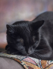 The black cat is sleeping sweetly on the back of the sofa
