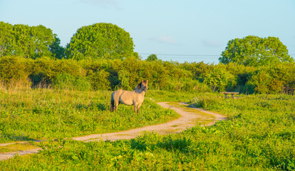 Horses and foals in a green pasture in sunlight at sunrise in an early spring morning © Naj